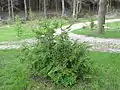Jeune plant