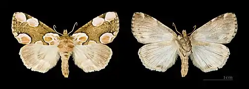 Thyatira batis ♀ Muséum de Toulouse