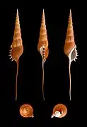 Tibia fusus.