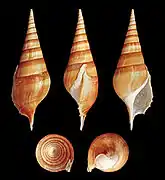 Tibia insulaechorab.