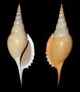 Rostellariella martinii.