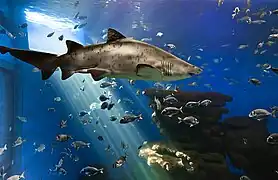 En aquarium.