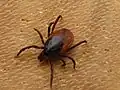 Femelle de 4&nbsp;mm environ (Iéna, Allemagne)