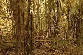 Tigre caché dans les bambous