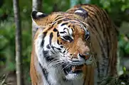Tigre de l'Amour