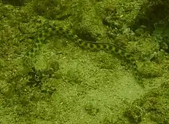 Myrichthys tigrinus