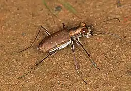 Cylindera minuta