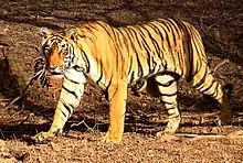 Les rayures ruptives du tigre ne coïncident jamais avec les contours réels de son corps mais s'étendent toujours perpendiculairement à celui-ci.