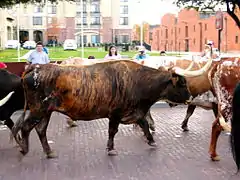 Bœuf ou taureau bringé
