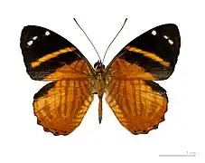 Tigridia acesta