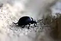 Timarcha tenebricosa