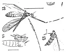 Tipula indura : fig 12 selon Nicolas Théobald 1937  holotype éch. C49 fig 12; p145 pl. XI Insectes du Sannoisien du Gard
