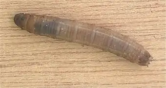 Un asticot de tipule.