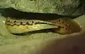 Mastacembelus armatus