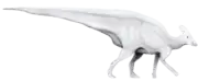 Tlatolophus galorum (reconstitution).