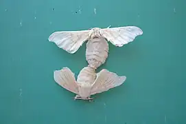 Accouplement