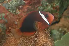 Un poisson-clown orange très sombre. Ses nageoires sont jaunes translucides, une barre verticale blanche passe derrière l’œil.
