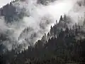 Forêt pluviale