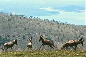 Des topis de la vallée du Kagera.