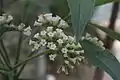 Fleurs