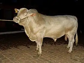 Image illustrative de l’article Canchim