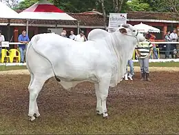 Présentation d'un taureau blanc à grosses cornes et mufle noir, bosse zébuine prononcée et extrémité du fouet de queue noir.