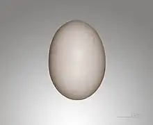 Œuf de Tourterelle turque.