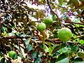 Feuillage et fruits