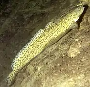 Lota lota, un Lotidae