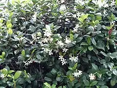 Plante en fleur.