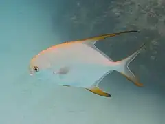 Trachinotus blochii
