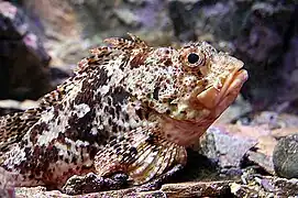 Trachyscorpia cristulata