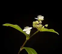 Boutons et fleurs