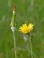 Salsifis des prés, plante hôte de la larve