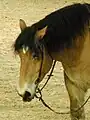 Tête d'un mâle au Grand Prix de Paris du Cheval de Trait 2009, organisé pendant le Salon du cheval de Paris, en France.