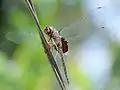 Tramea limbata mâle