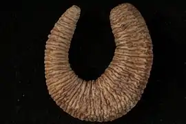 Triasemperia stola