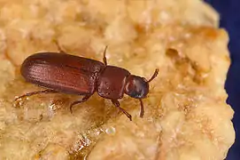 Tribolium castaneum
