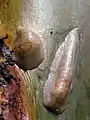 Deux exemplaires, dont un entièrement contracté, avec le pneumostome fermé.
