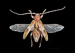 Ailes déployées