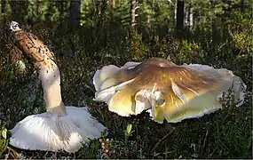 Ångermanland, Suède