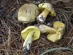 Tricholoma auratum