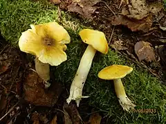 Maine (USA)