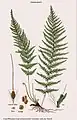 Trichommanes alatum Sw.