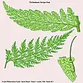 Trichomanes anceps