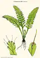 Trichomanes arbuscula Desv.