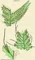 Trichomanes lucens Sw.