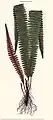 Trichomanes martiusii C.Presl