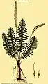 Trichomanes osmundoides Poir.