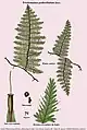 Trichomanes pedicellatum Desv.